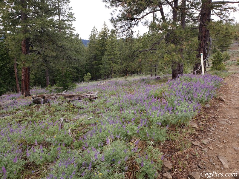 Ahtanum State Forest