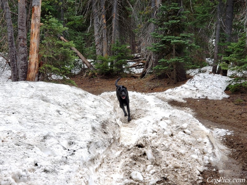 Ahtanum State Forest