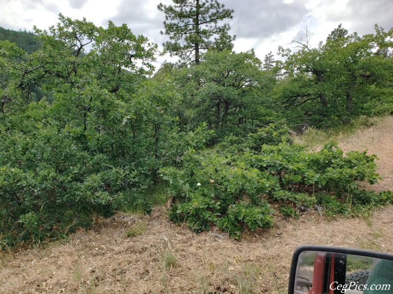 Ahtanum State Forest