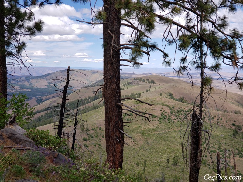 Ahtanum State Forest