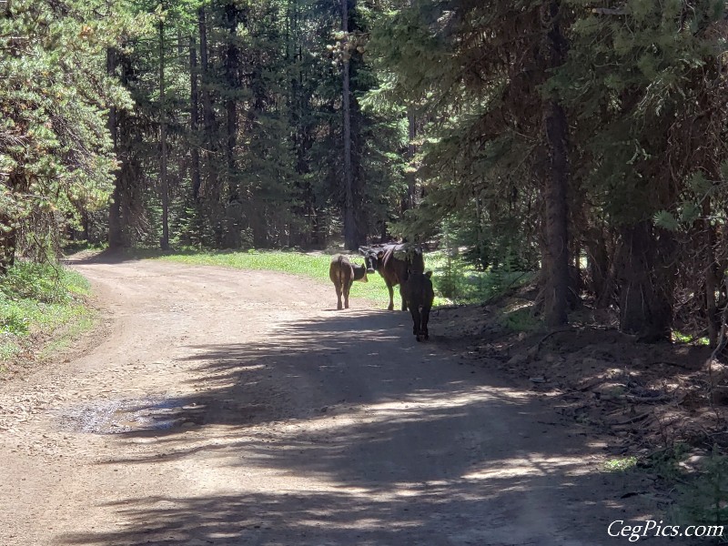Colockum Wildlife Area