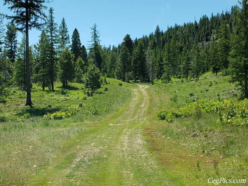 Naneum Ridge State Forest