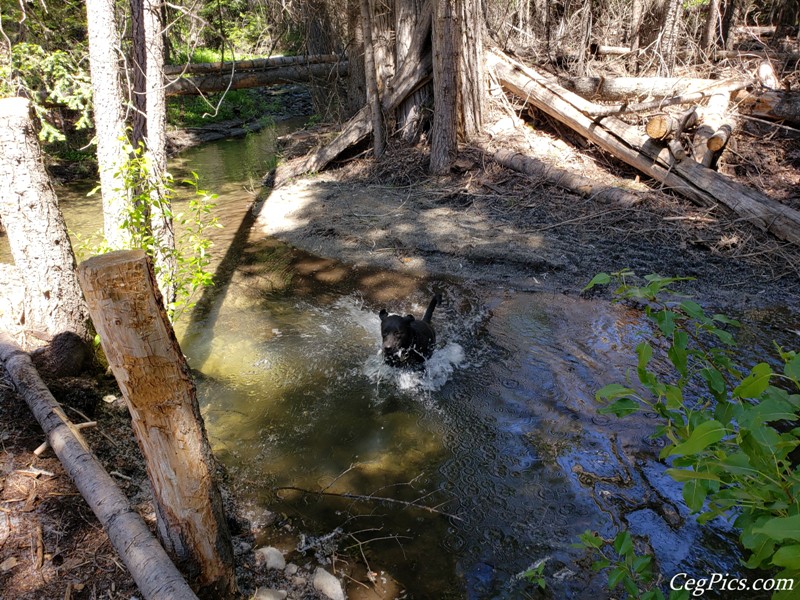 Naneum Ridge State Forest