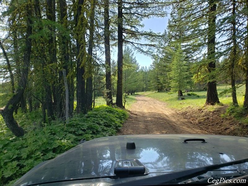 Naneum Ridge State Forest